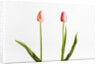 Red Tulips by Anonymous