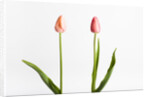 Red Tulips by Anonymous