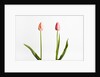 Red Tulips by Anonymous