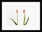 Red Tulips by Anonymous