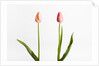 Red Tulips by Anonymous