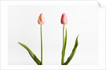 Red Tulips by Anonymous