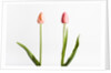 Red Tulips by Anonymous
