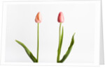 Red Tulips by Anonymous