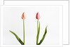 Red Tulips by Anonymous