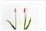 Red Tulips by Anonymous