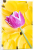 Purple Tulip on Yellow Tulip Petals by Anonymous