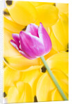 Purple Tulip on Yellow Tulip Petals by Anonymous