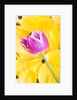 Purple Tulip on Yellow Tulip Petals by Anonymous