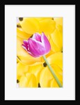 Purple Tulip on Yellow Tulip Petals by Anonymous