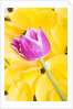 Purple Tulip on Yellow Tulip Petals by Anonymous