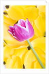 Purple Tulip on Yellow Tulip Petals by Anonymous