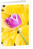 Purple Tulip on Yellow Tulip Petals by Anonymous