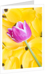 Purple Tulip on Yellow Tulip Petals by Anonymous