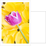 Purple Tulip on Yellow Tulip Petals by Anonymous