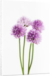 Purple Chive Flowers by Anonymous