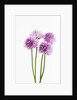 Purple Chive Flowers by Anonymous
