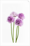 Purple Chive Flowers by Anonymous