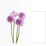 Purple Chive Flowers by Anonymous
