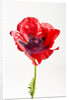 Red Poppy by Anonymous