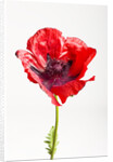 Red Poppy by Anonymous