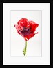Red Poppy by Anonymous