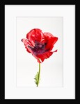 Red Poppy by Anonymous