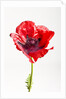 Red Poppy by Anonymous