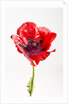 Red Poppy by Anonymous