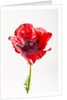 Red Poppy by Anonymous