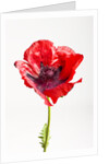 Red Poppy by Anonymous