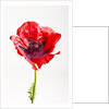 Red Poppy by Anonymous
