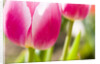Purple Tulips by Anonymous