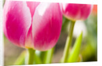 Purple Tulips by Anonymous