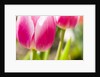 Purple Tulips by Anonymous