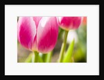 Purple Tulips by Anonymous