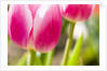 Purple Tulips by Anonymous