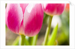 Purple Tulips by Anonymous