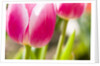 Purple Tulips by Anonymous