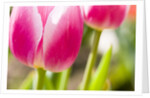 Purple Tulips by Anonymous