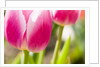 Purple Tulips by Anonymous