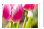 Purple Tulips by Anonymous