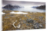 Reindeer Antler and Tinayra Bukta by Anonymous