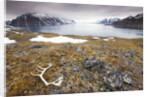 Reindeer Antler and Tinayra Bukta by Anonymous