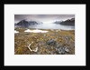 Reindeer Antler and Tinayra Bukta by Anonymous