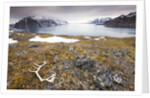 Reindeer Antler and Tinayra Bukta by Anonymous
