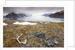 Reindeer Antler and Tinayra Bukta by Anonymous