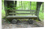 Log Bench in Beech Forest by Anonymous