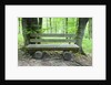 Log Bench in Beech Forest by Anonymous