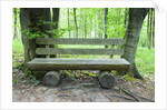 Log Bench in Beech Forest by Anonymous
